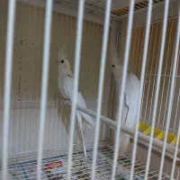 یک جفت عروس هلندی آلبینو مولد