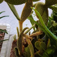 گل های بسیار شاداب