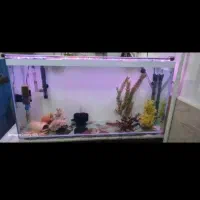 اکواریوم ماهی کامل فیلتر سطلی بخاری پمپ هوا تصویه