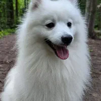 سگ اشپیتز|سگ|سیرجان, |دیوار