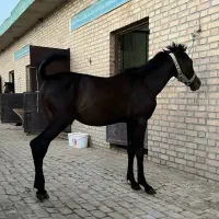 پرورش-اسب
