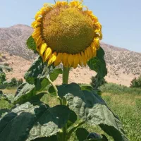 سرکارگری فلاحی|خدمات باغبانی و درختکاری|کرمانشاه, |دیوار