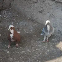 شکار کبوتر|پرنده|مراغه, |دیوار