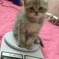 فروش گربه بچه اسکاتیش بریتیش ماده|گربه|گرگان, |دیوار