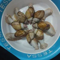 حلزون کلاژن ساز|خزنده|کرج, گلشهر|دیوار