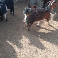 فروش حیوانات خانگی|حیوانات مزرعه|هامون, |دیوار