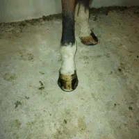 سلام نعلبندی وقیار اسب|اسب و تجهیزات اسب‌سواری|مشهد, عسگریه|دیوار