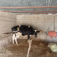 گاو شیری داشتی