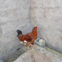 خروس و جوجه خروس|حیوانات مزرعه|مرودشت, رودبال|دیوار