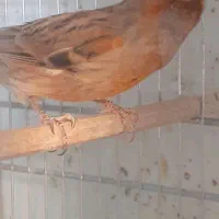 قناری نر و ماده اماده، بخون، سرخ سوخته|پرنده|باغستان, |دیوار