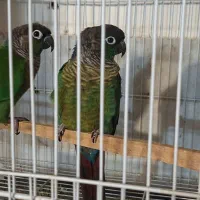 جفت مولد گرینچیک جفت قناری نرو ماده|پرنده|فردوس (خراسان), |دیوار