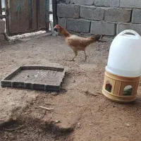مرغ و خروس