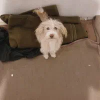 سگ گمشده صدرا فاز ۲