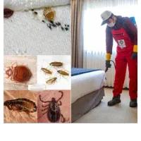 سمپاشی سم پاشی ارگانیک واصلی بدونه واسـطــه