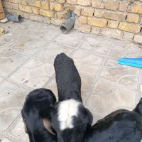 بره شیری|حیوانات مزرعه|کازرون, |دیوار