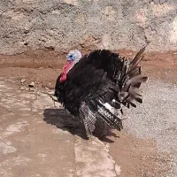 بقلمون