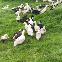 فروش مرغابی