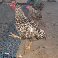 چهار عدد خروس امروک