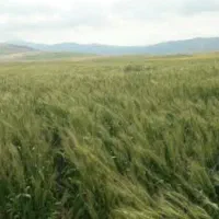 زمین کشاورزی دیم|فروش زمین و ملک کلنگی|ماهیدشت, |دیوار