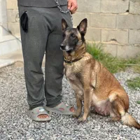 فروش سگ مالینویز