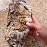 پخش سنگ قیمتی کلکسیونی|کلکسیون و سرگرمی|بابل, |دیوار