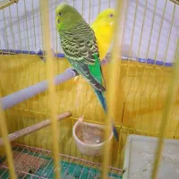 فروش جفت مرغ عشق