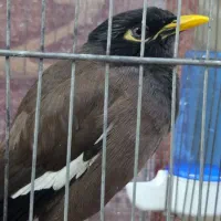 مرغ مینا سخنگو