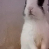 خرگوش