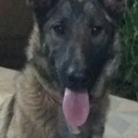 ژرمن ورک ماده