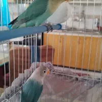 کوتوله سرلاکی|پرنده|بیرجند, |دیوار