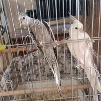 دو جفت عروس هلندی