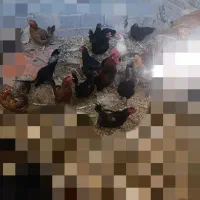 تعدادی مرغ و خروس محلی و جوجه محلی