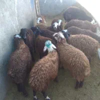 بره نر
