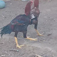 مرغ خروس لاری