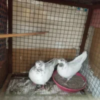 کله برنجی تیره قدیم یزدی|پرنده|یزد, |دیوار