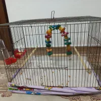 قفس پرنده|لوازم جانبی حیوانات|بندر انزلی, میان پشته|دیوار