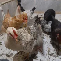 مرغ گلین و لهستانی