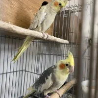 عروس هلندی مولد و سنگال مولد