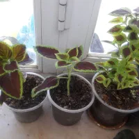 فروش گل های زیبا طبیعی|گل و گیاه طبیعی|سرپل ذهاب, |دیوار