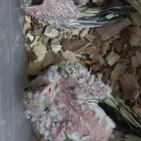 جوجه عروس هلندی