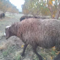 قوچ یا همون ورن|حیوانات مزرعه|بیستون, |دیوار