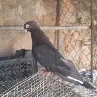 کفتر چند جفت|پرنده|اهواز, امانیه|دیوار