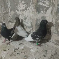 سینه