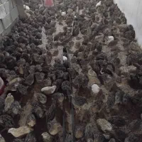 فروش بلدرچین بالغ|حیوانات مزرعه|برازجان, |دیوار