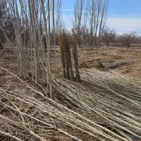 کیفیت و سرمایه در هر نهال صنوبر|خدمات باغبانی و درختکاری|منجیل, |دیوار