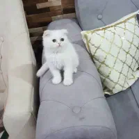 گربه نژاد دار فقط ۹ تومن|گربه|اهواز, پادادشهر|دیوار