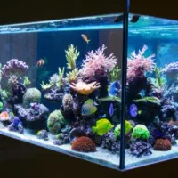 فروش انواع ماهیان و اکواریوم