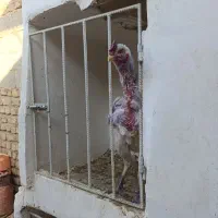 مرغ و خروس لاری