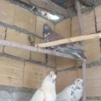 5عدد کفتر خوب