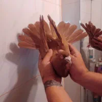 کفترکبوترپرنده|پرنده|تهران, سلسبیل شمالی|دیوار